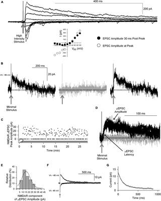 Synapse-specific diversity of distinct postsynaptic GluN2 subtypes defines transmission strength in spinal lamina I